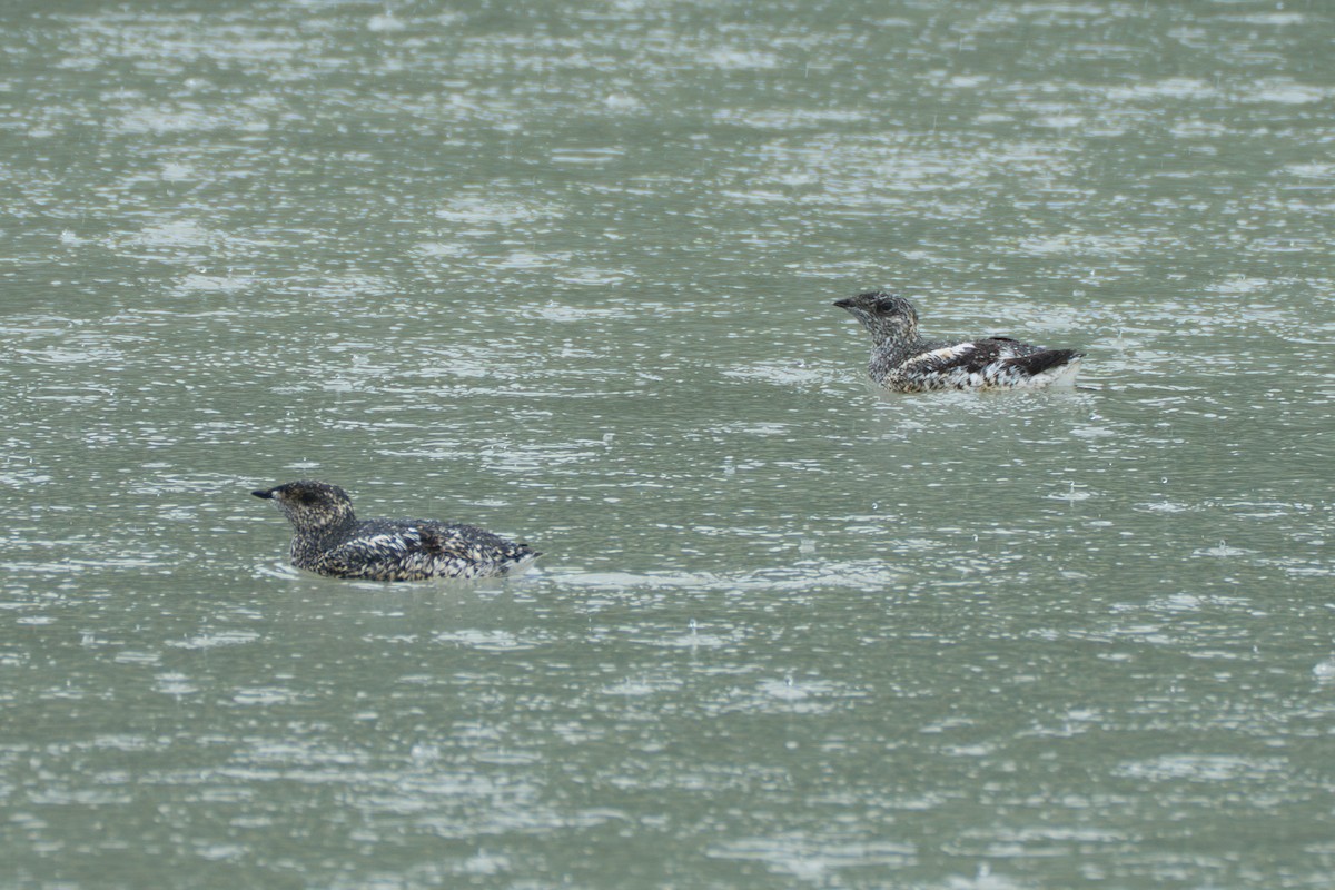 Kittlitz's Murrelet - ML643107856