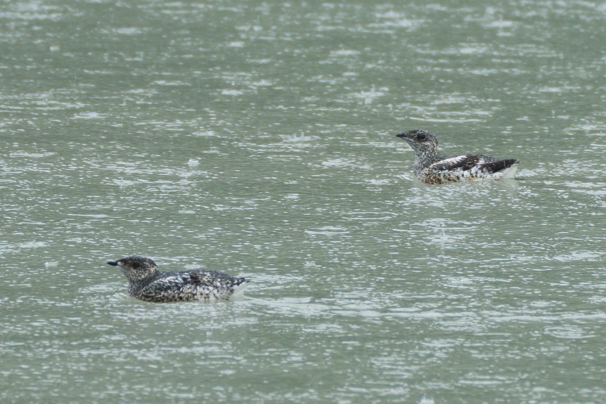 Kittlitz's Murrelet - ML643107857