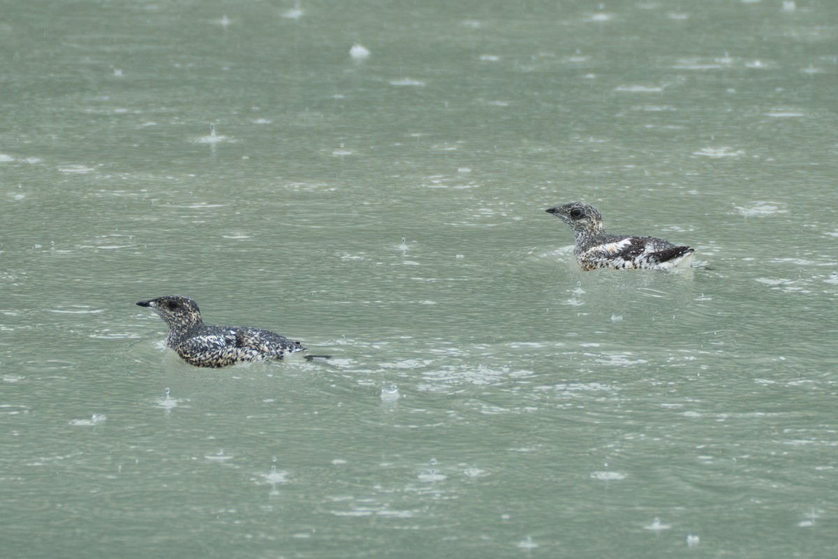 Kittlitz's Murrelet - ML643107858