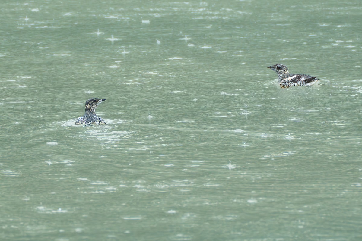 Kittlitz's Murrelet - ML643107859
