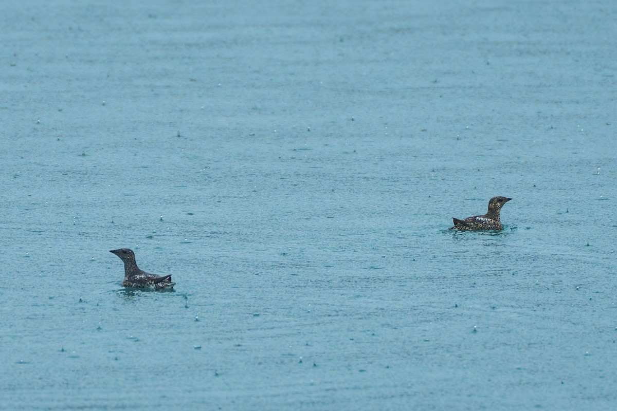 Kittlitz's Murrelet - ML643107860