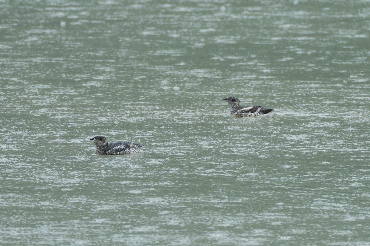 Kittlitz's Murrelet - ML643107861