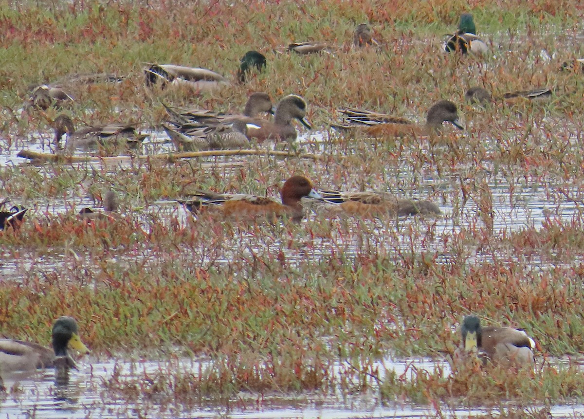 Eurasian Wigeon - ML643107871