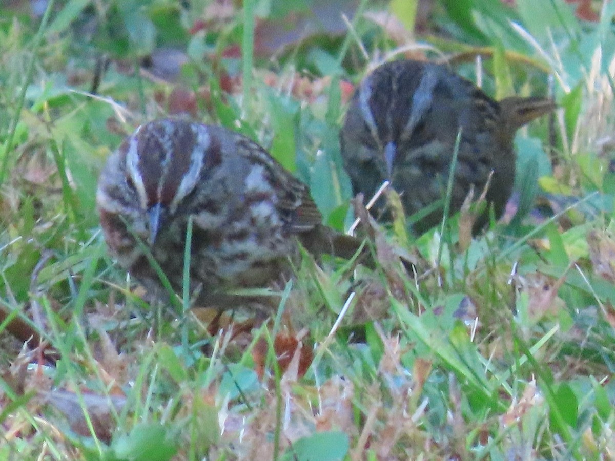Song Sparrow - ML643107883