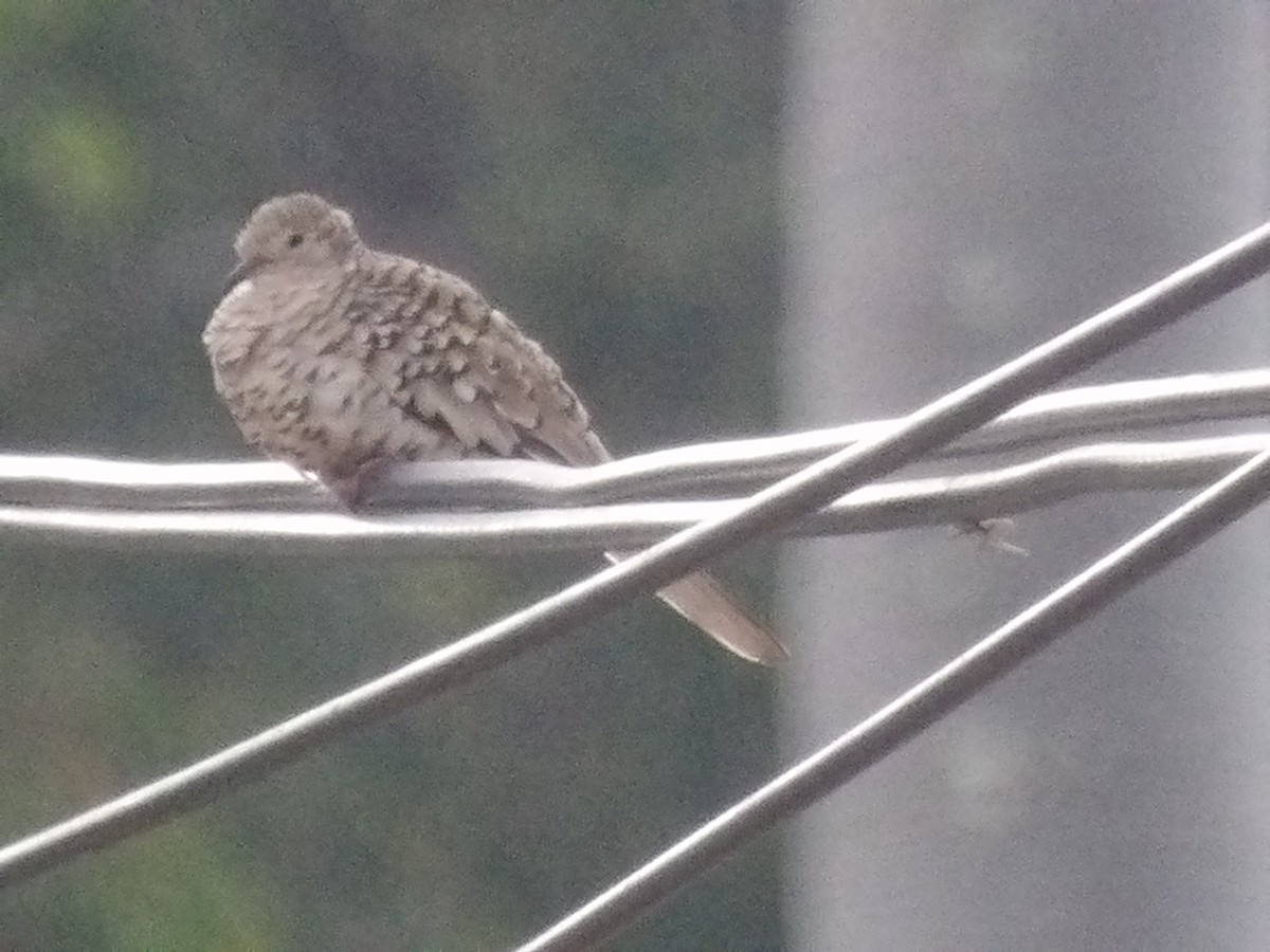 Scaled Dove - ML643107907