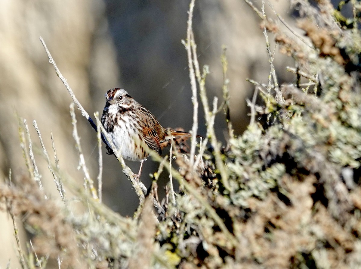 Song Sparrow (heermanni Group) - ML643107908