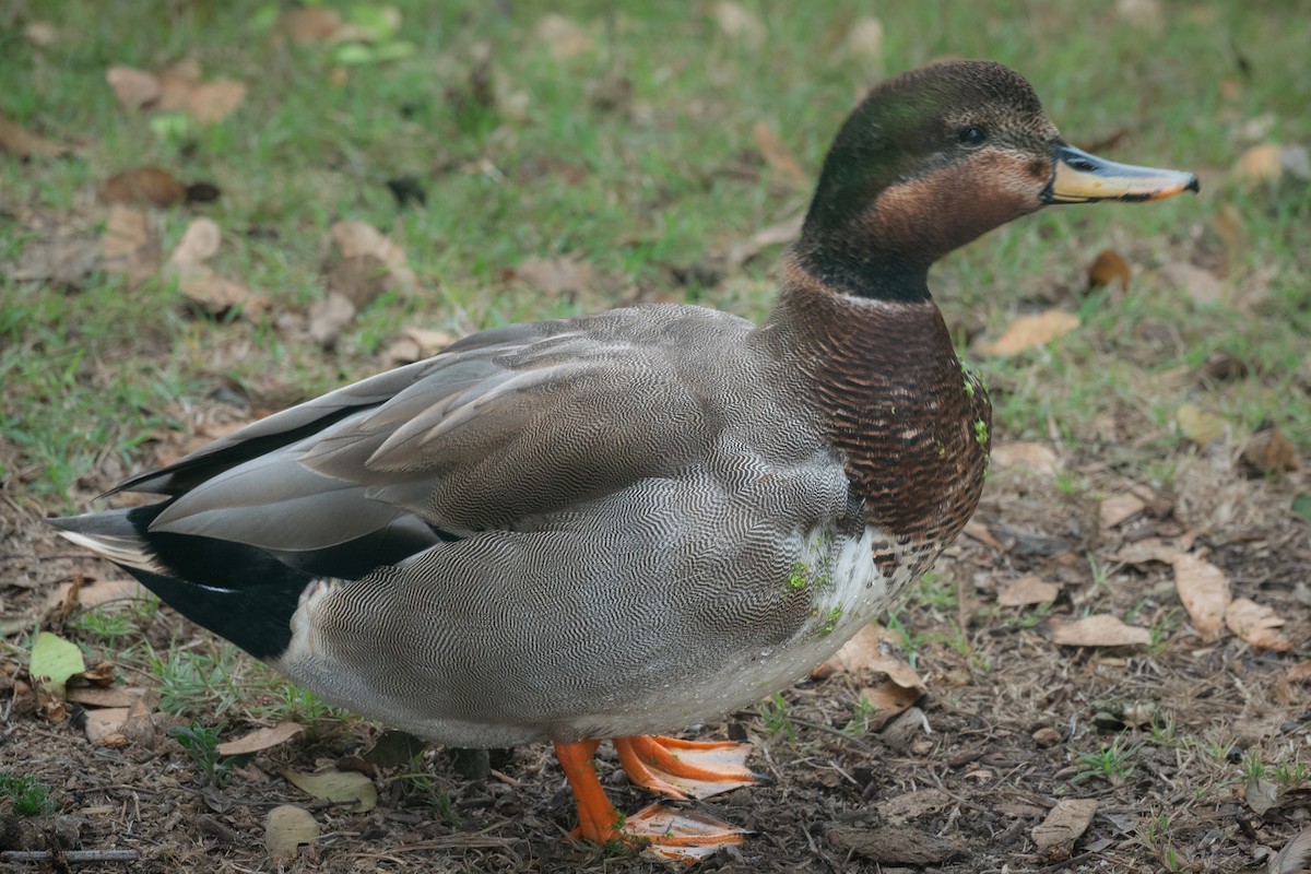 Gadwall x Mallard (hybrid) - ML643107912