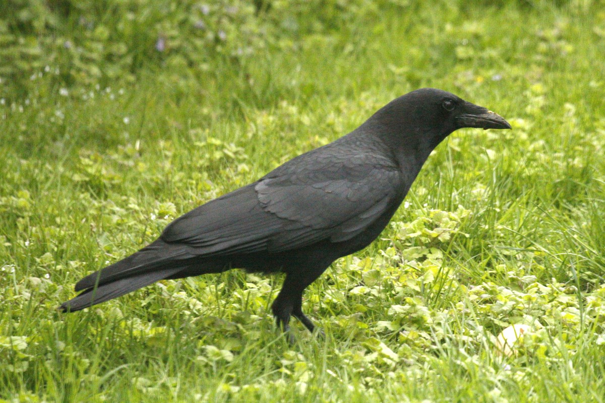 American/Fish Crow - ML643107917