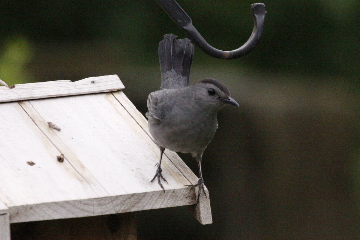 Gray Catbird - ML643107920