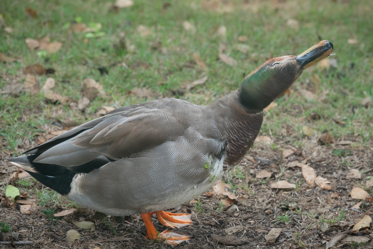 Gadwall x Mallard (hybrid) - ML643107921