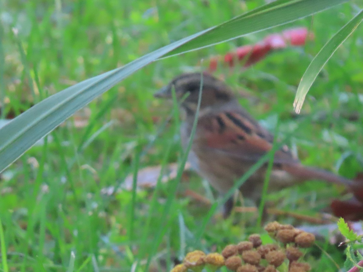 Swamp Sparrow - ML643107933