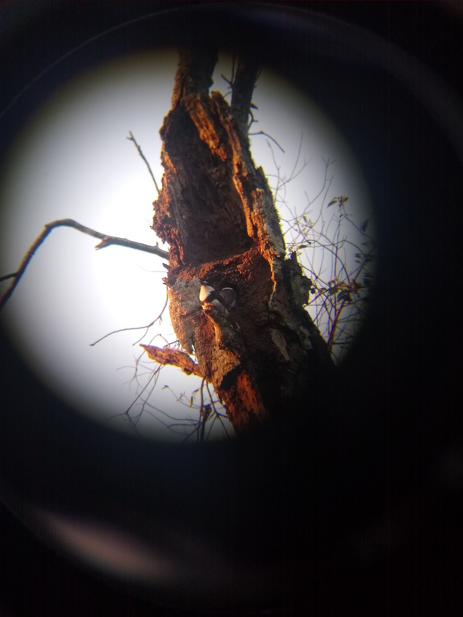 チャバラオオガシラ - ML643107938