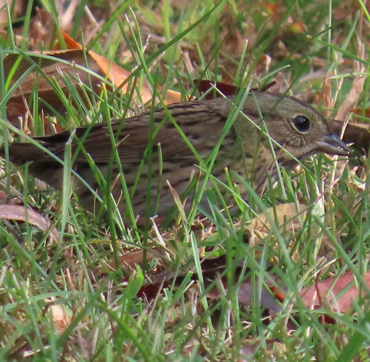 Lincoln's Sparrow - ML643107967