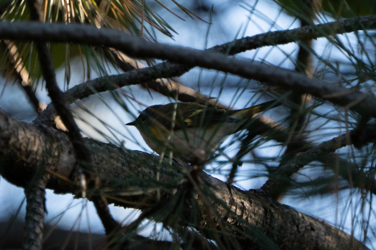 American Redstart - ML643107971