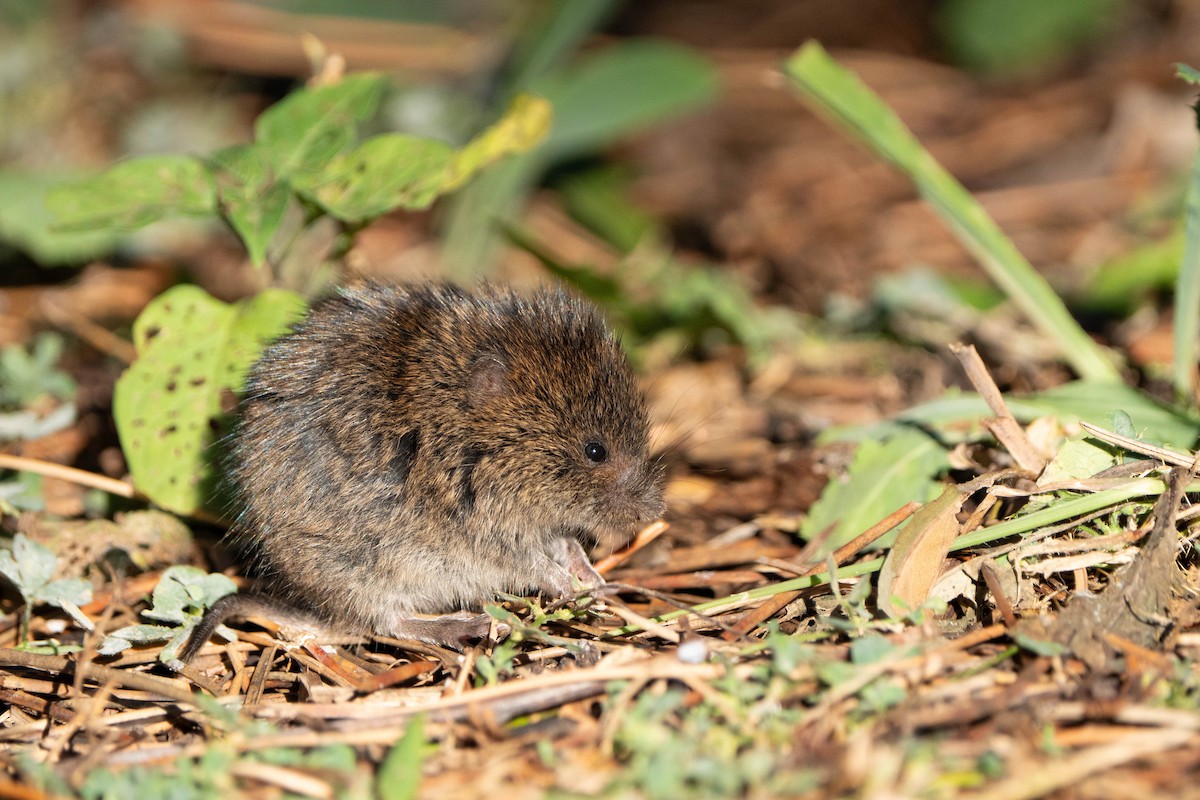 Arvicole - ML643107981