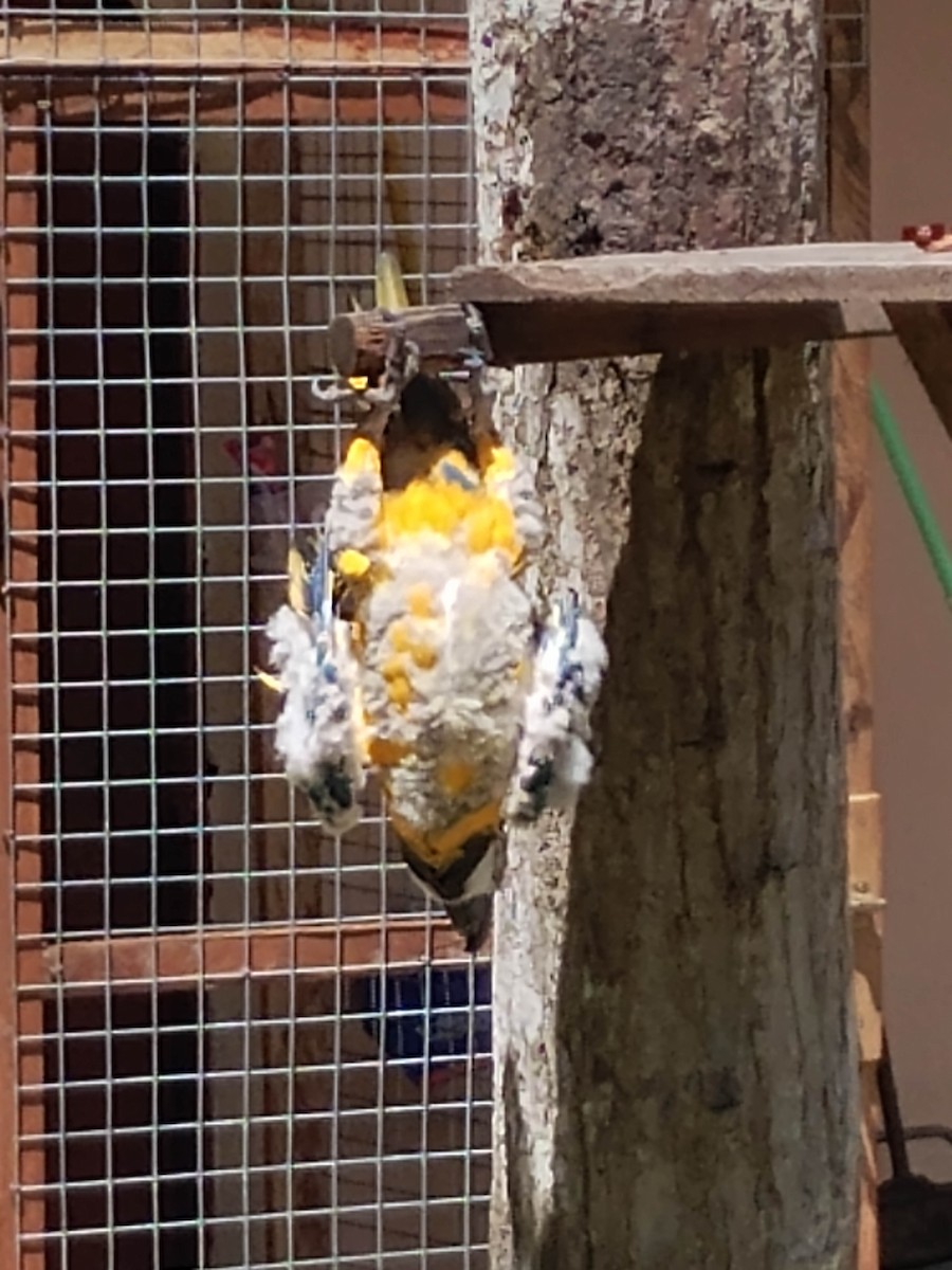 Blue-and-yellow Macaw - ML643107984