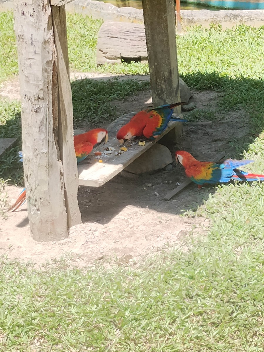 Scarlet Macaw - ML643107991