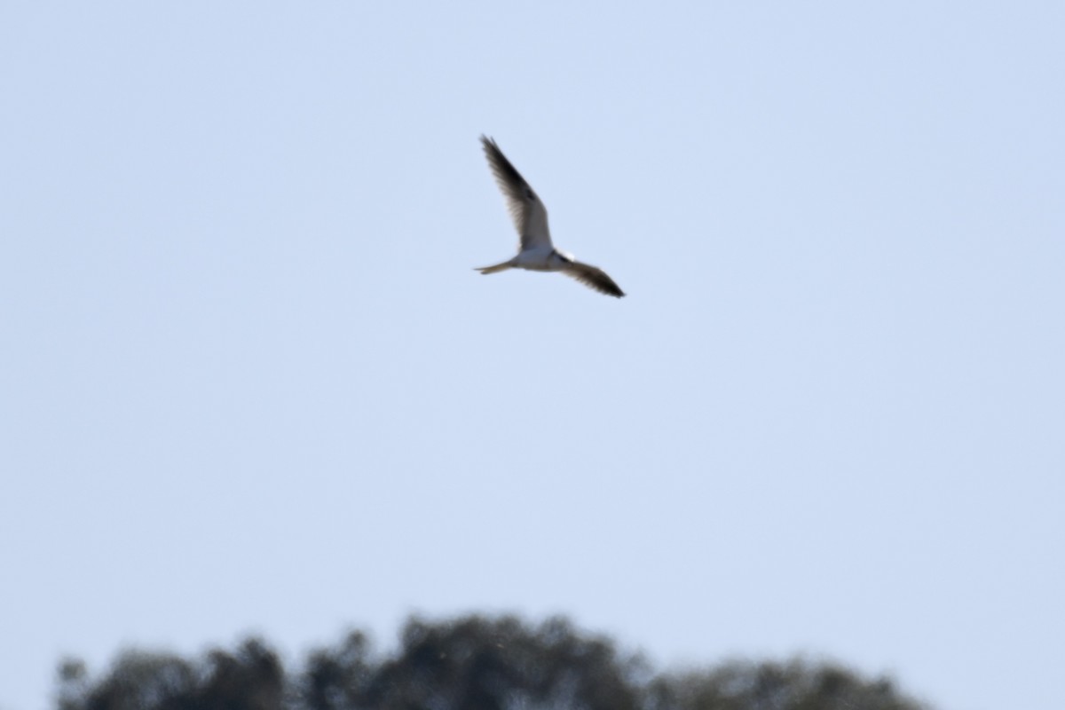 White-tailed Kite - ML643108005