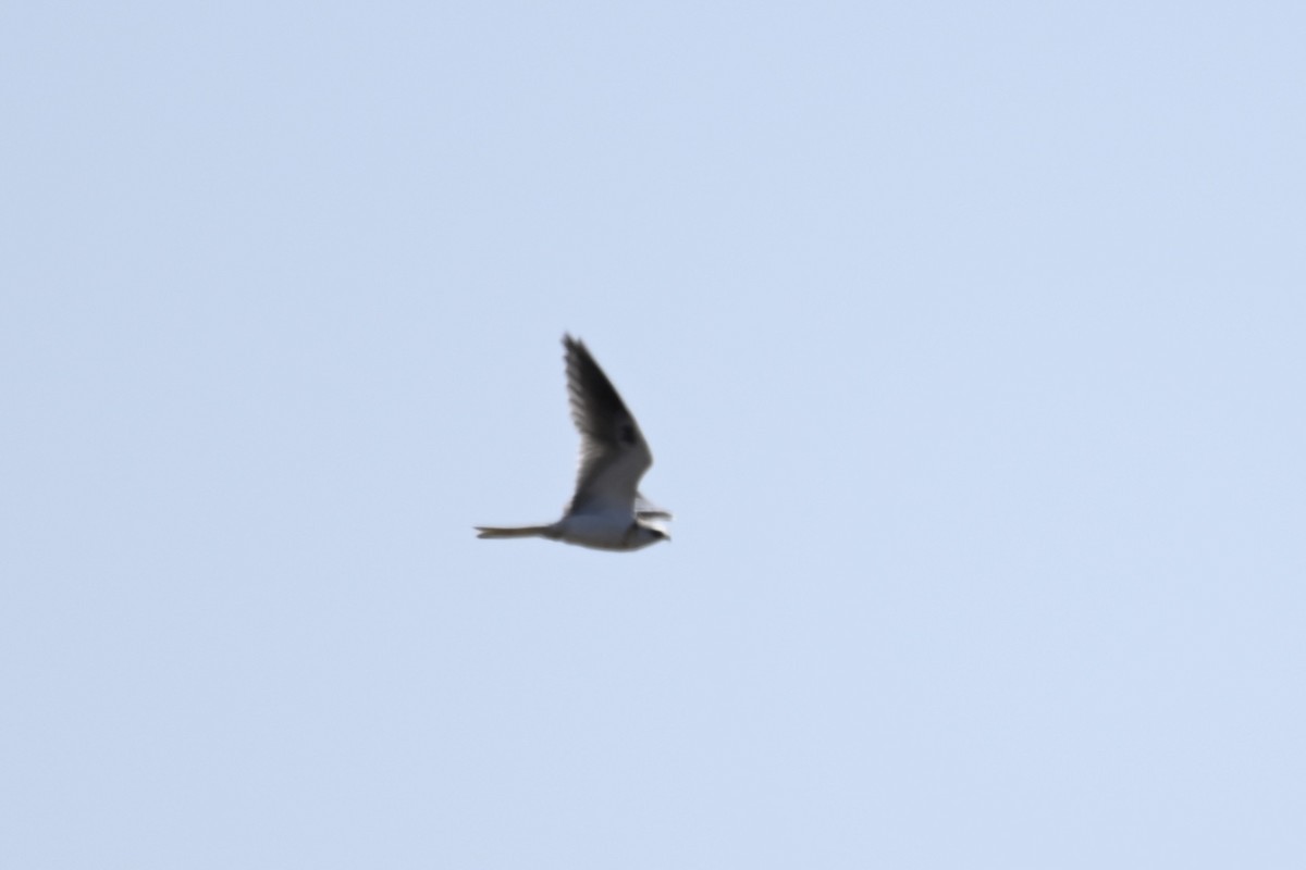 White-tailed Kite - ML643108006