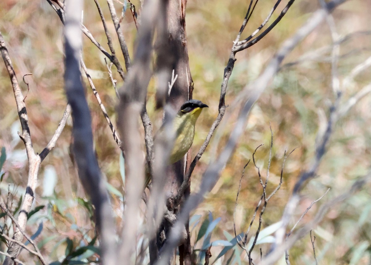 purpurstripehonningeter - ML643108015