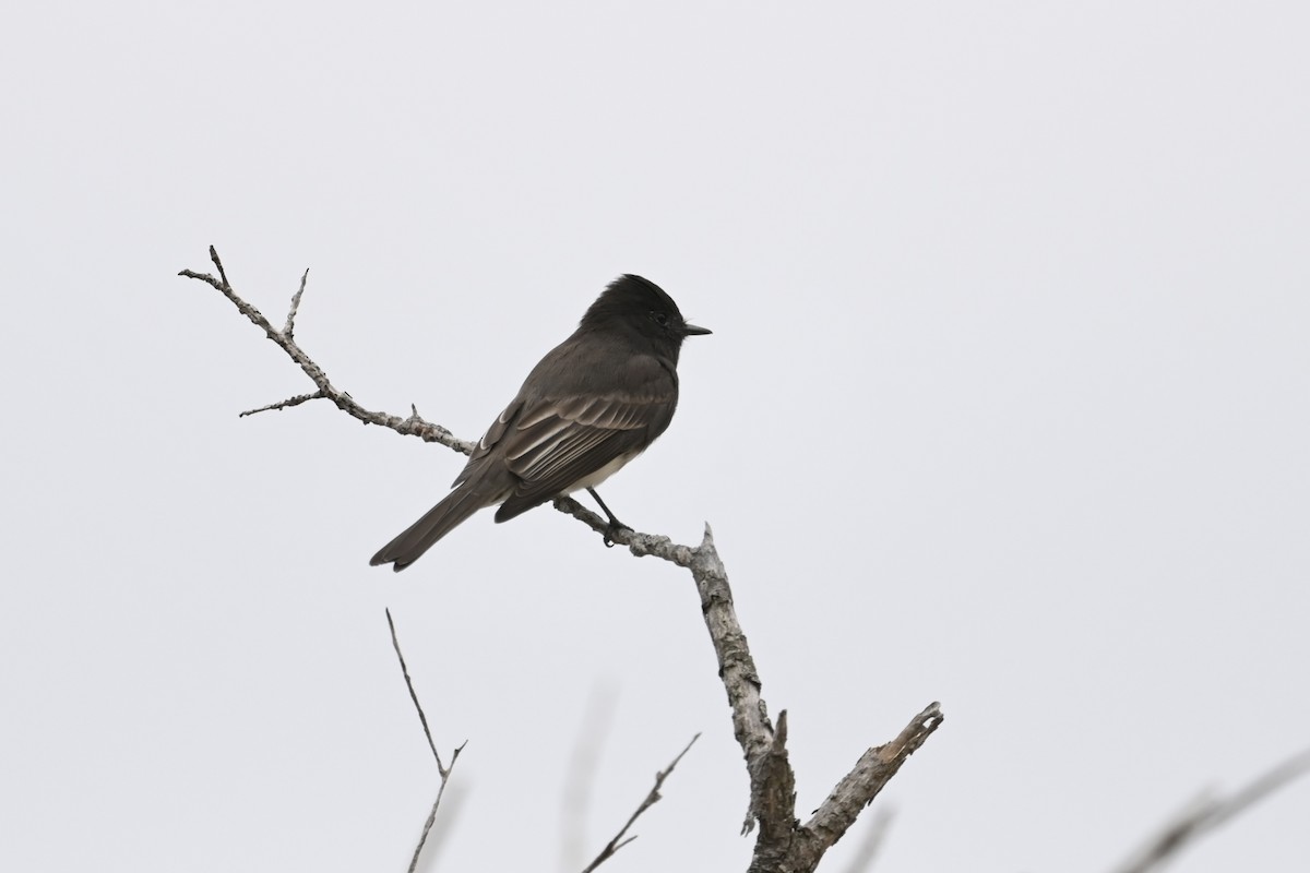 Black Phoebe - ML643108017