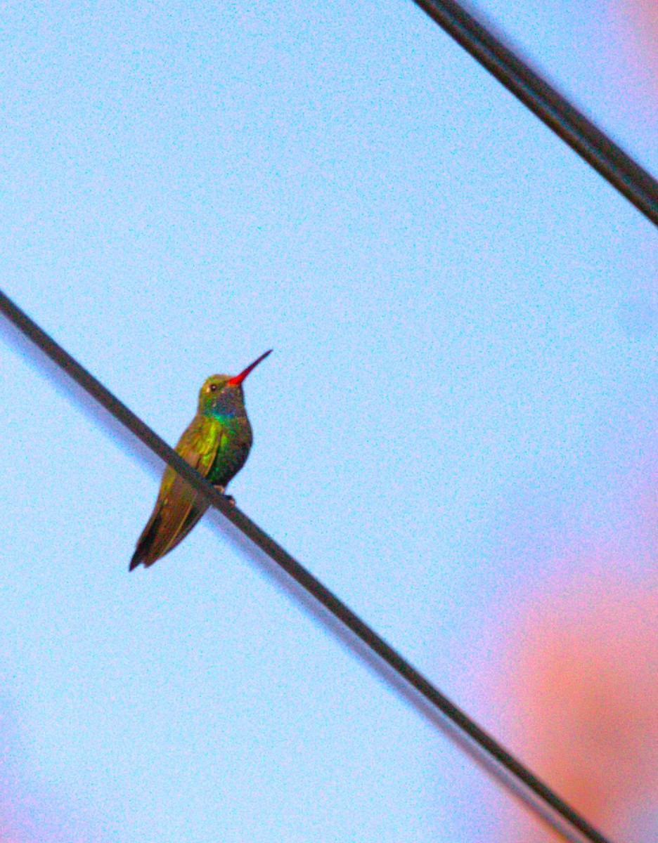 brednebbkolibri - ML643108018