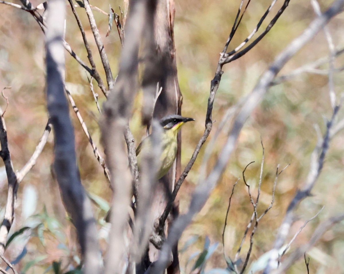 purpurstripehonningeter - ML643108021