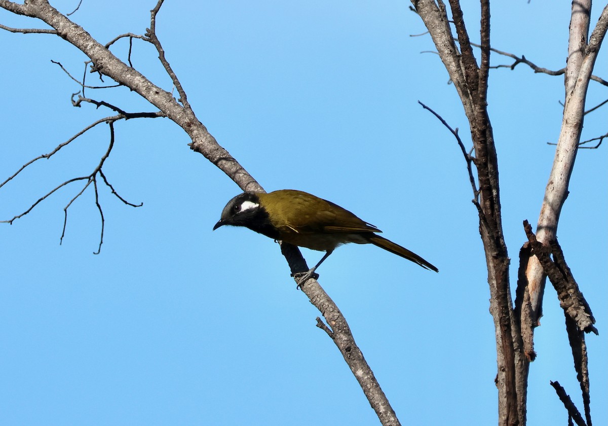 hvitørehonningeter - ML643108024