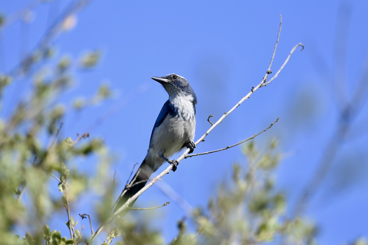 California Scrub-Jay - ML643108026