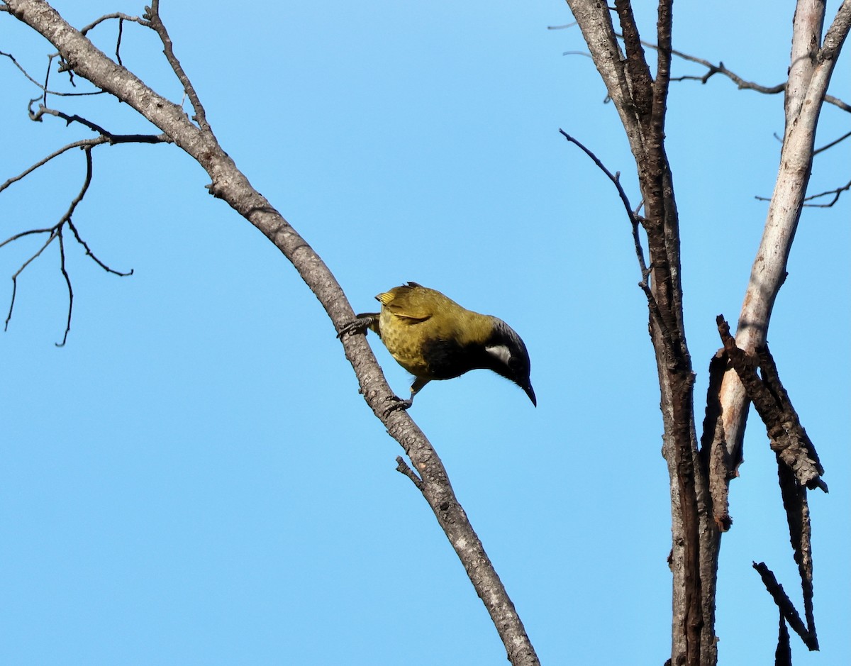 hvitørehonningeter - ML643108031