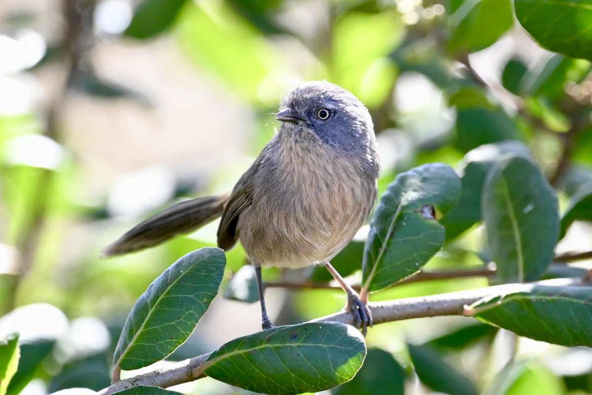 Wrentit - ML643108039