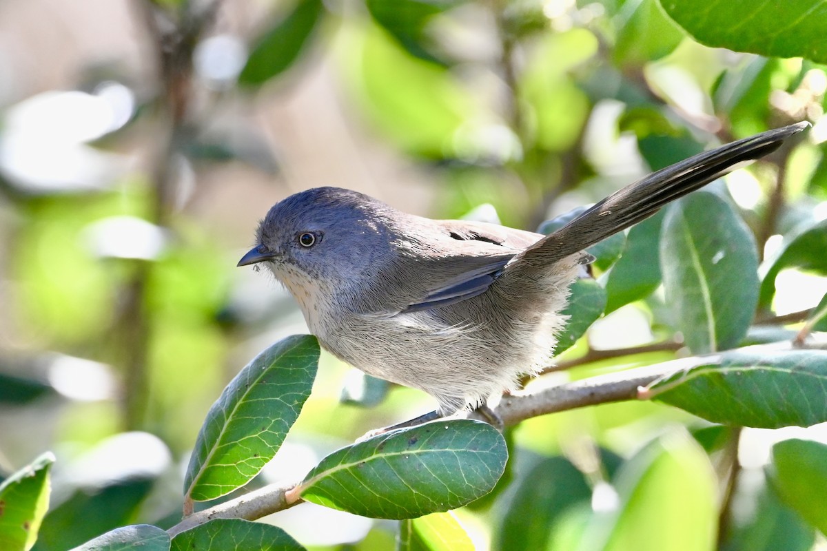 Wrentit - ML643108040