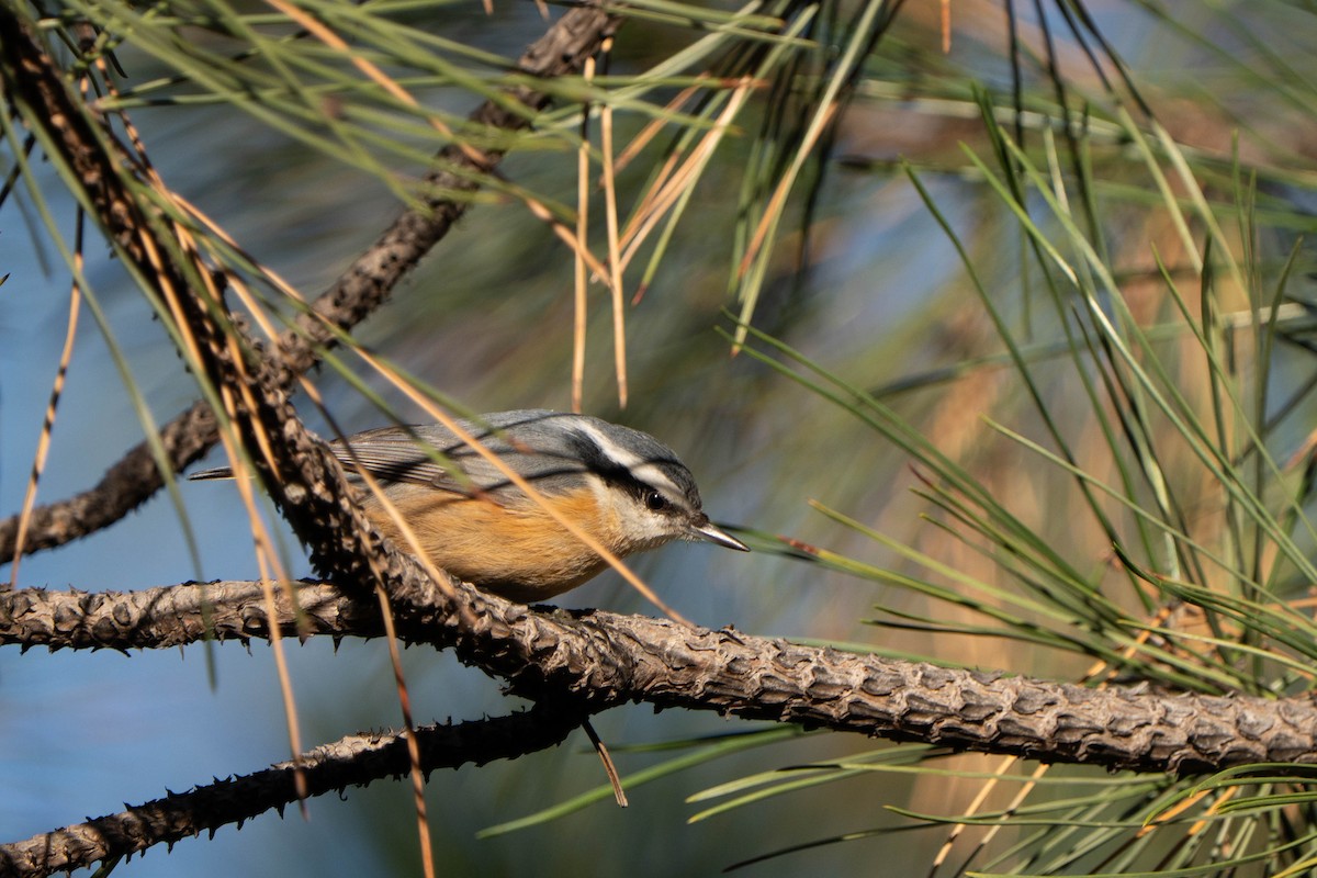 Red-breasted Nuthatch - ML643108041