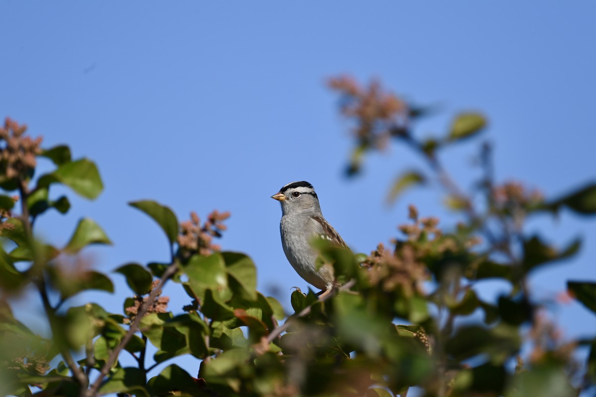 White-crowned Sparrow - ML643108047