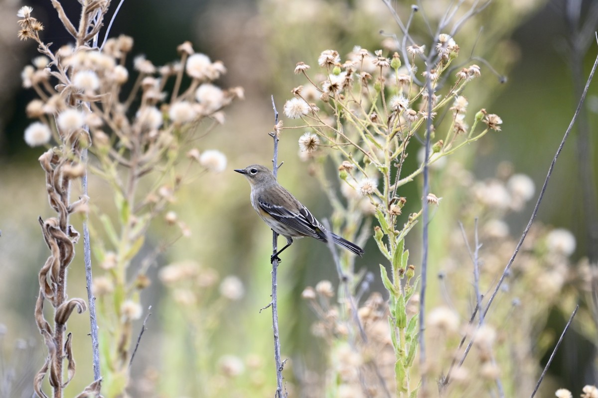 Yellow-rumped Warbler - ML643108057