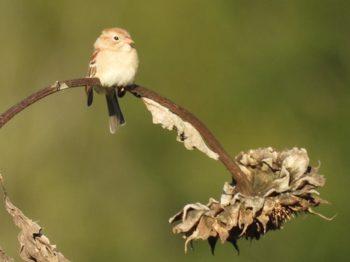 Field Sparrow - ML643108086