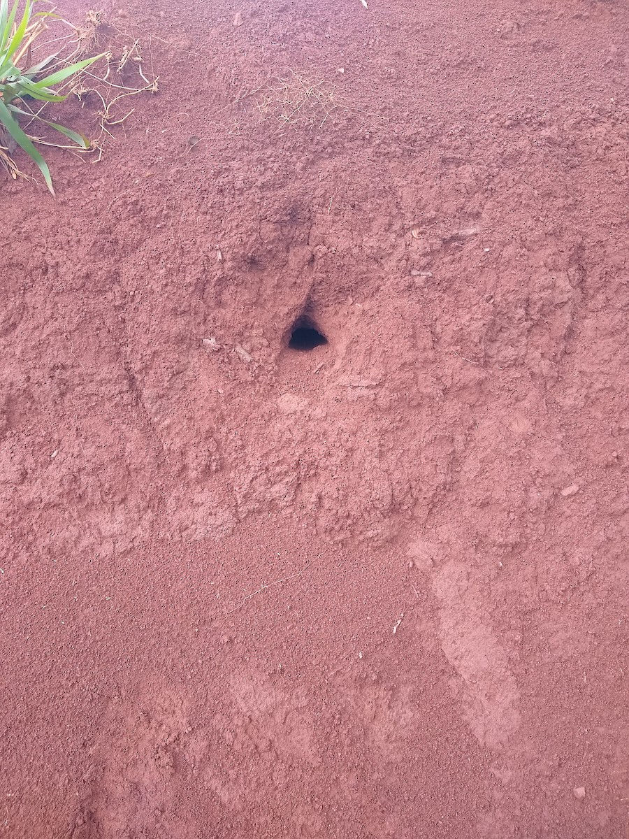 オビナシショウドウツバメ - ML643108087