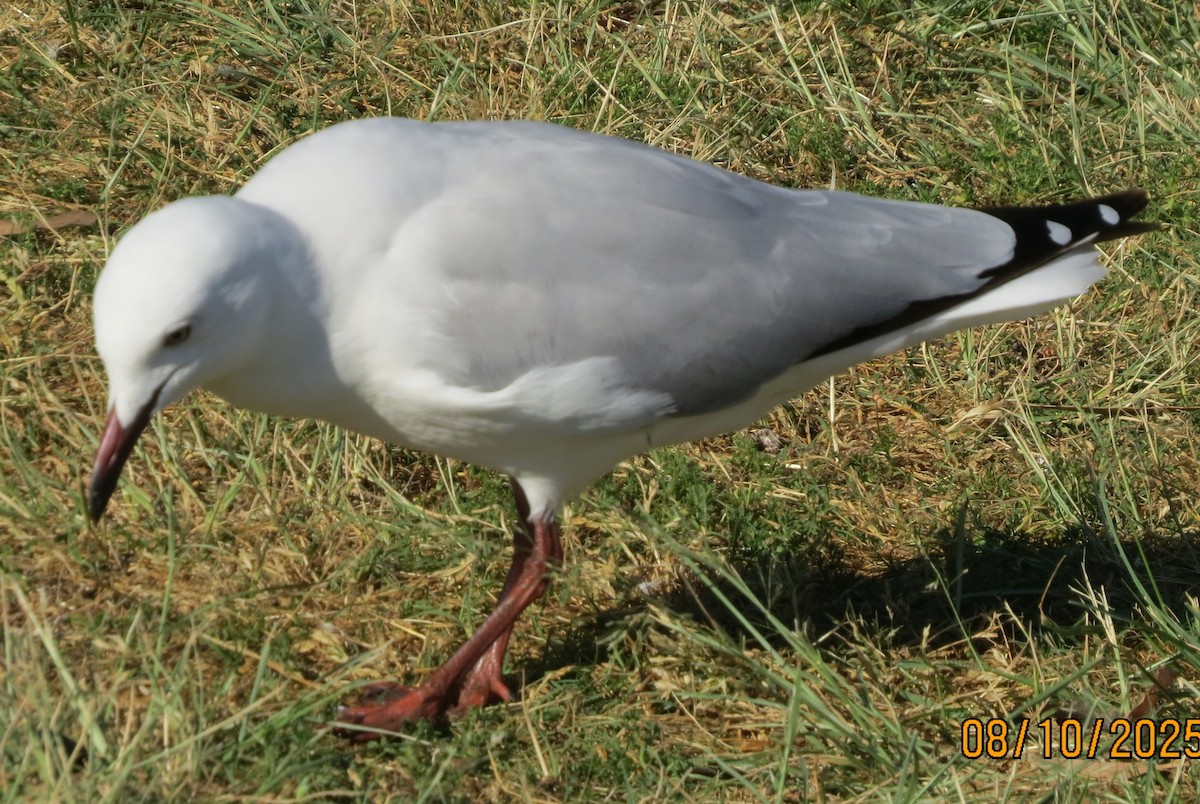 Silver Gull (Silver) - ML643108119