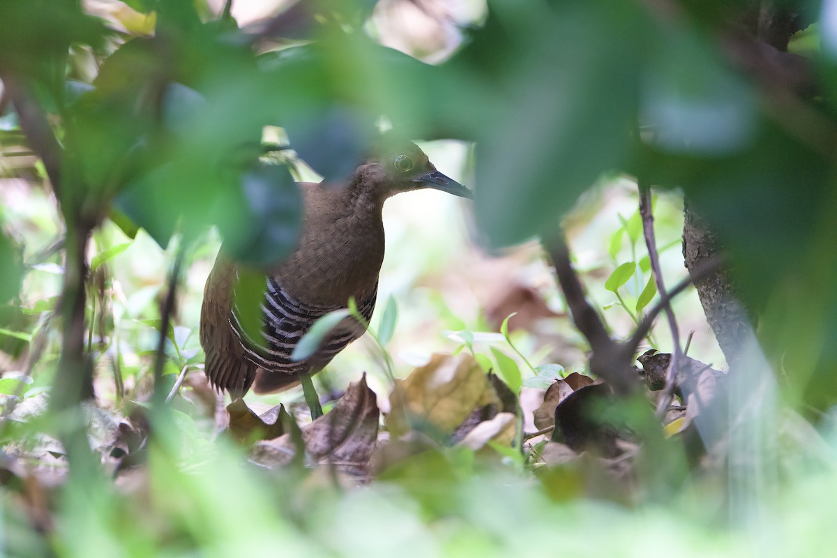 Slaty-legged Crake - ML643108126