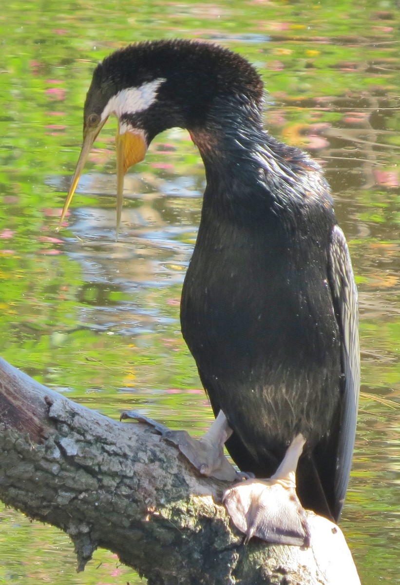 Australasian Darter - ML643108127