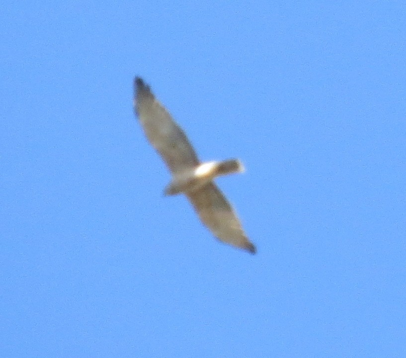 Swamp Harrier - ML643108140