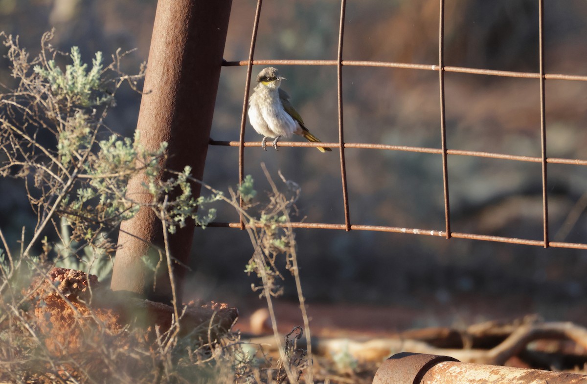 Singing Honeyeater - ML643108141