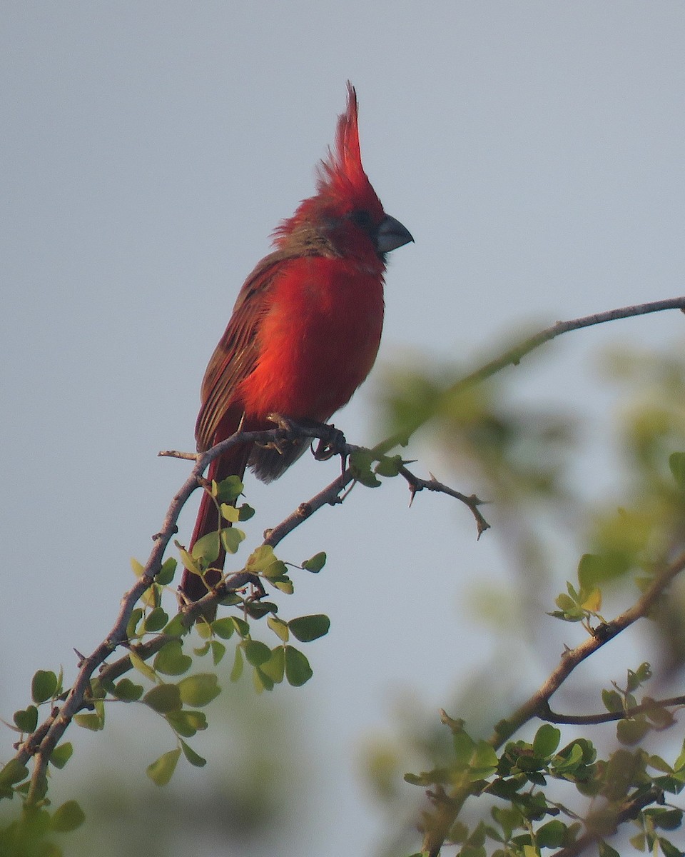 Vermilion Cardinal - ML643108147