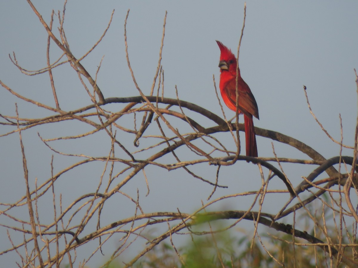 Vermilion Cardinal - ML643108148