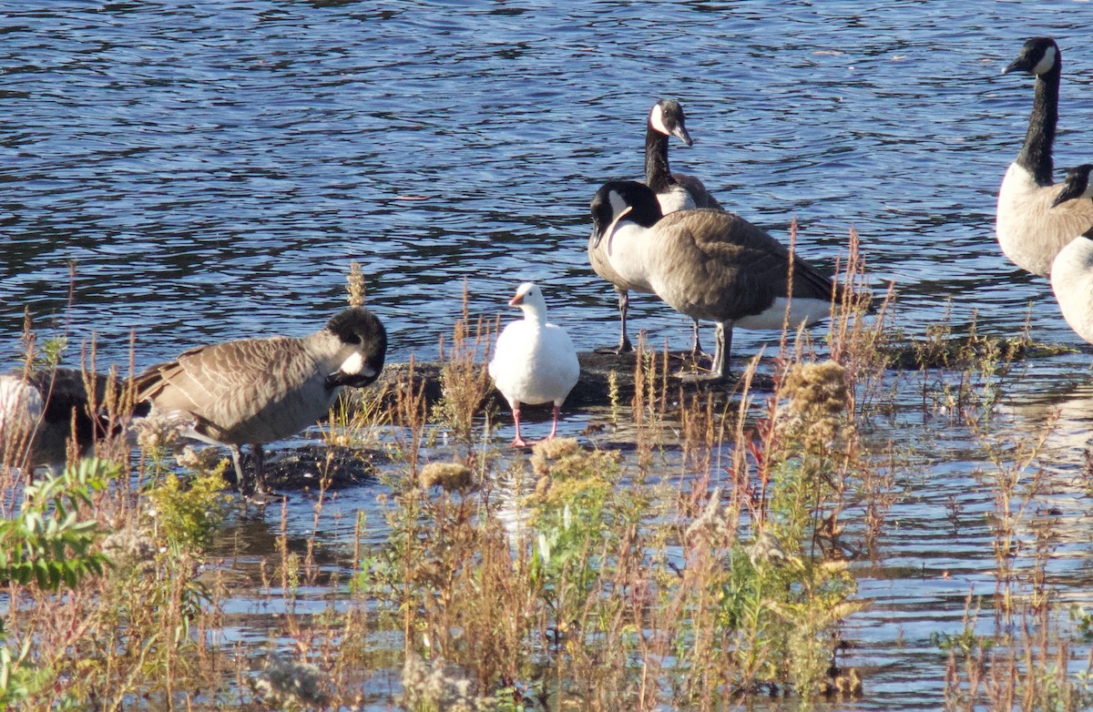 Ross's Goose - ML643108161