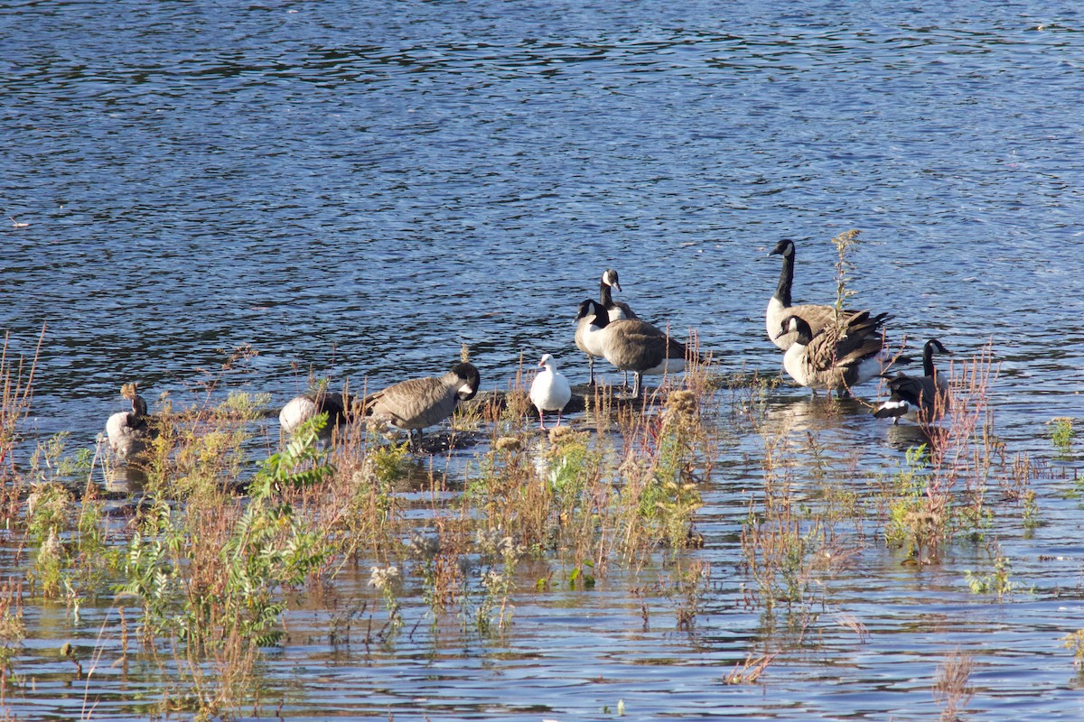 Ross's Goose - ML643108162