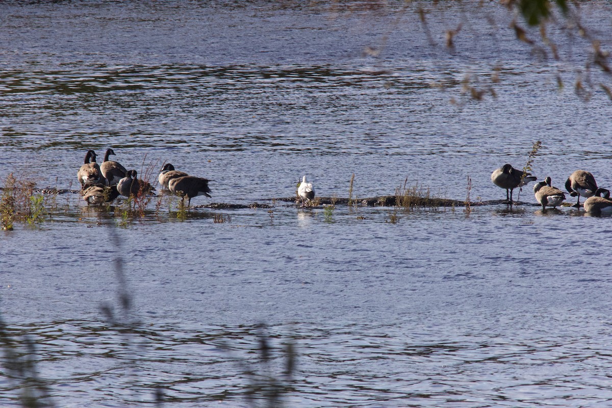 Ross's Goose - ML643108163