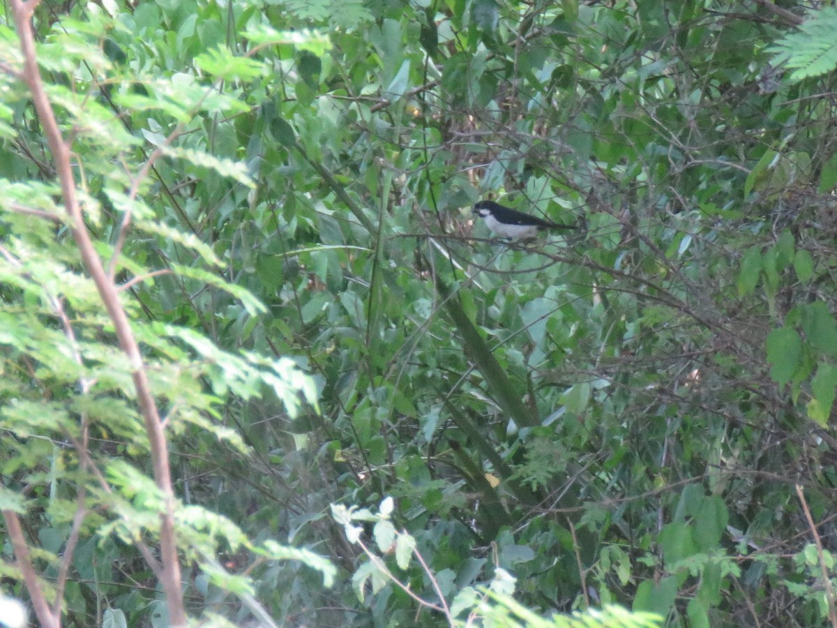 Lesson's Seedeater - ML643108176