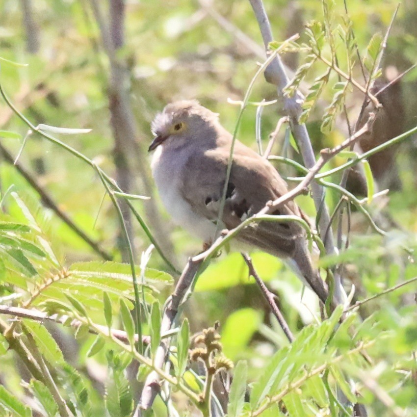 Long-tailed Ground Dove - ML643108242