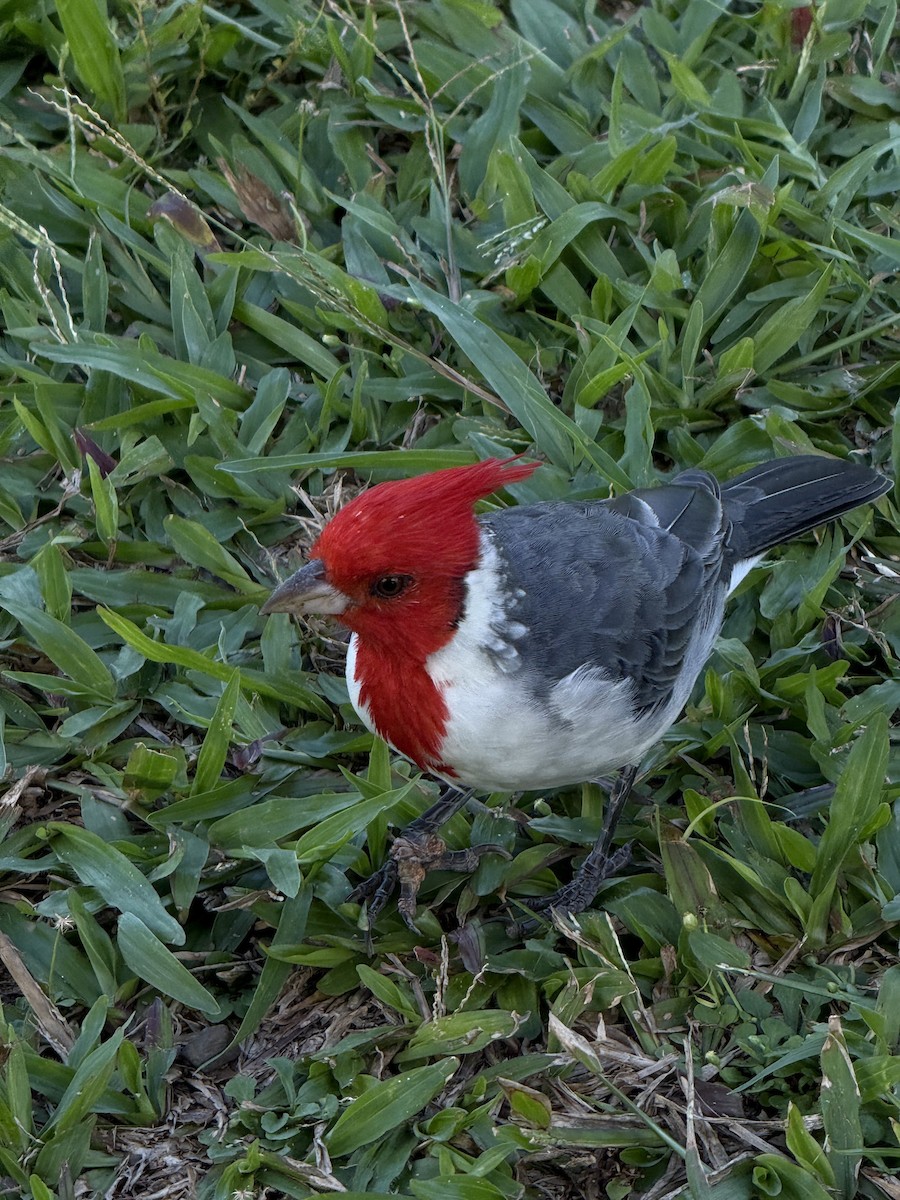 Red-crested Cardinal - ML643108262